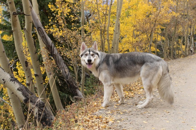 Северный инуит собака