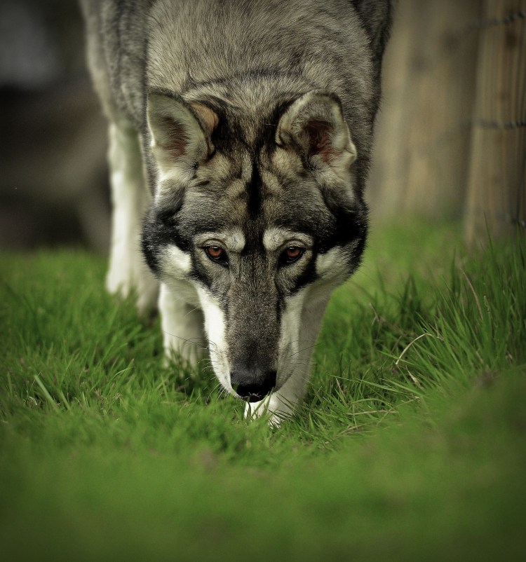 Леонард Сеппала с хаски того