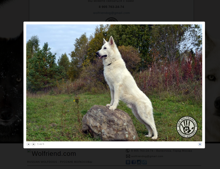 Среднеазиатская лайка