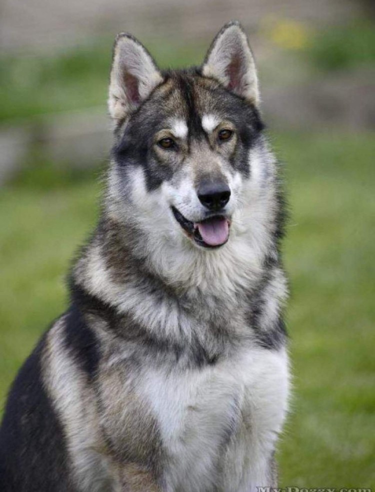 Инуит собака