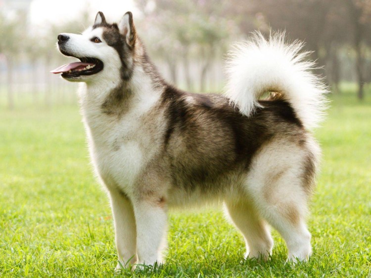 Утонаган щенки