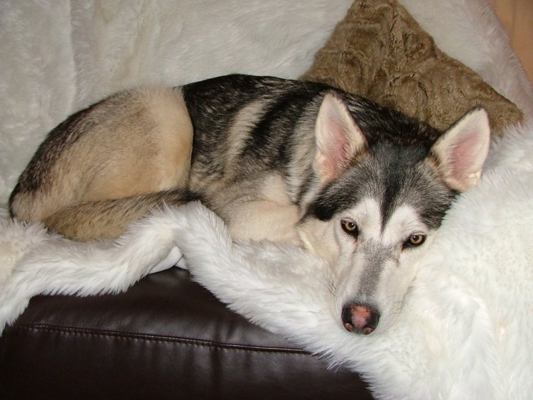 Тамасканская собака