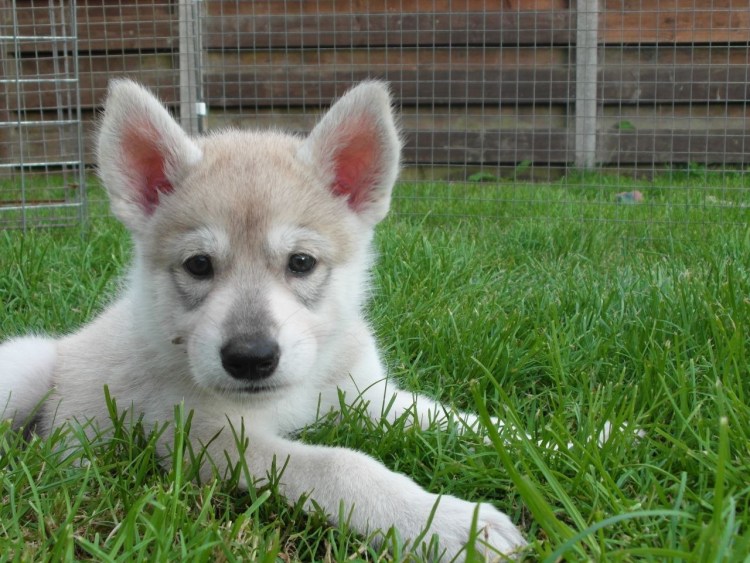 Порода утонаган