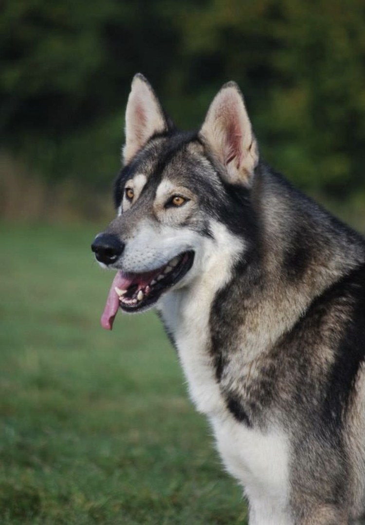 Американская овчарка лютоволк