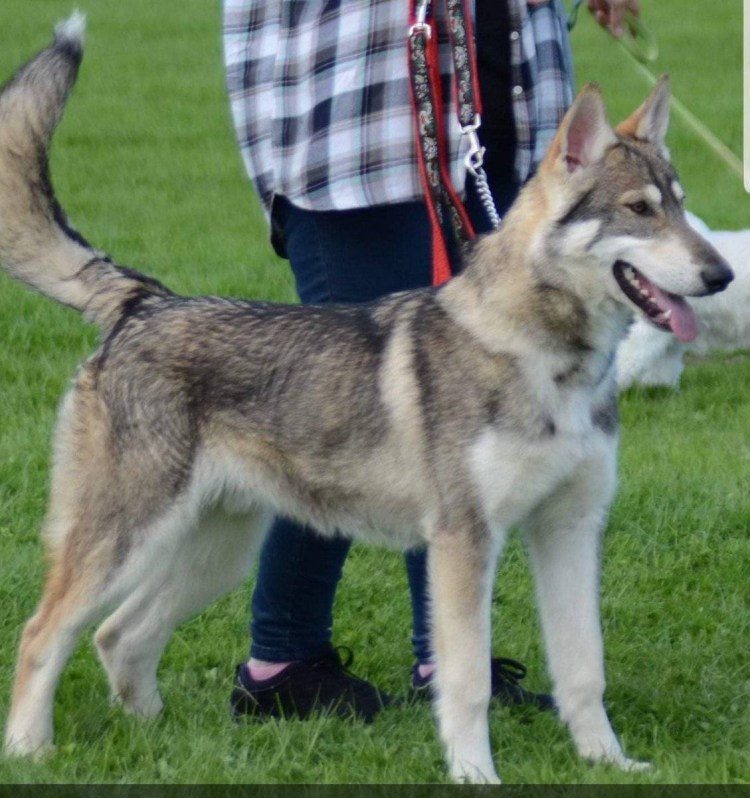 Северный инуит порода собак