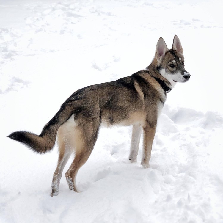 Чехословацкая Волчья собака чехословацкий влчак