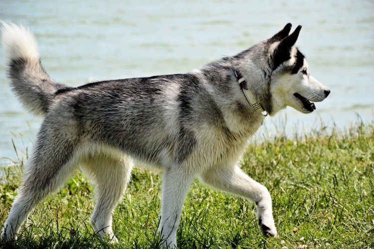 Эскимосы хаски