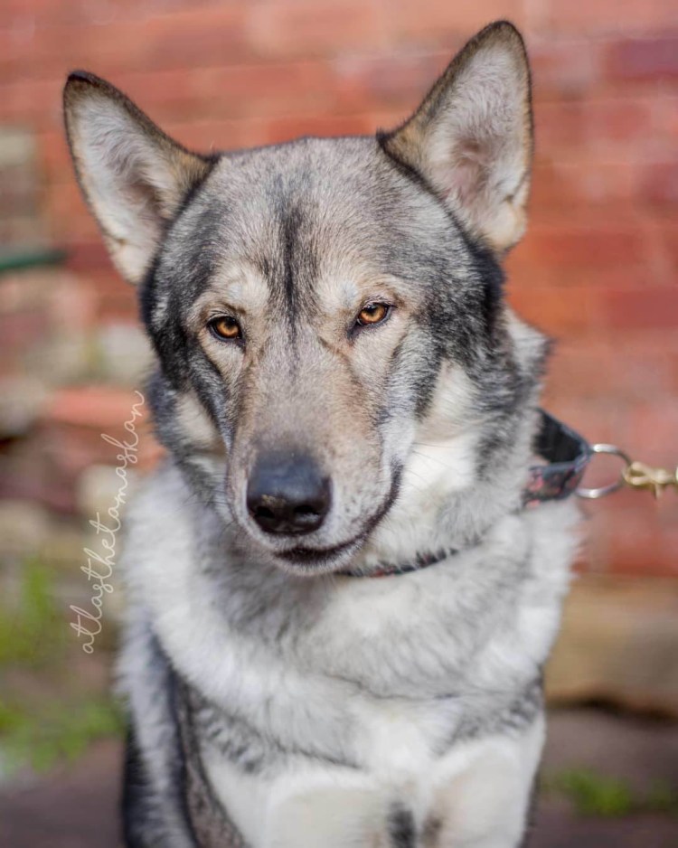 Американская эскимосская лайка