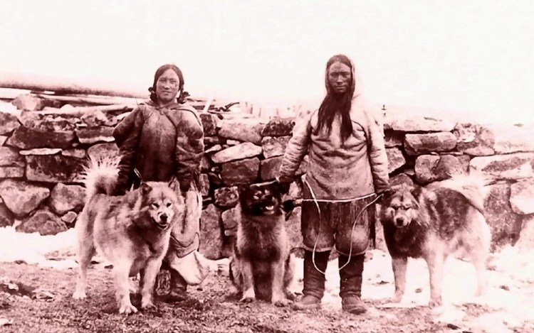 Тамасканская Волчья собака