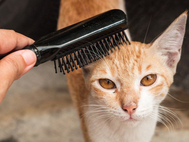 Кошку вычесывают
