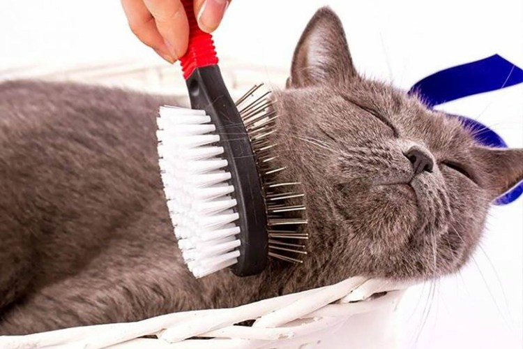 Расчесывание кошки