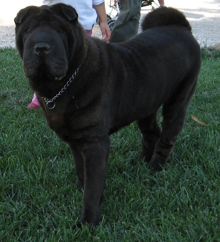 Черный шарпей браш