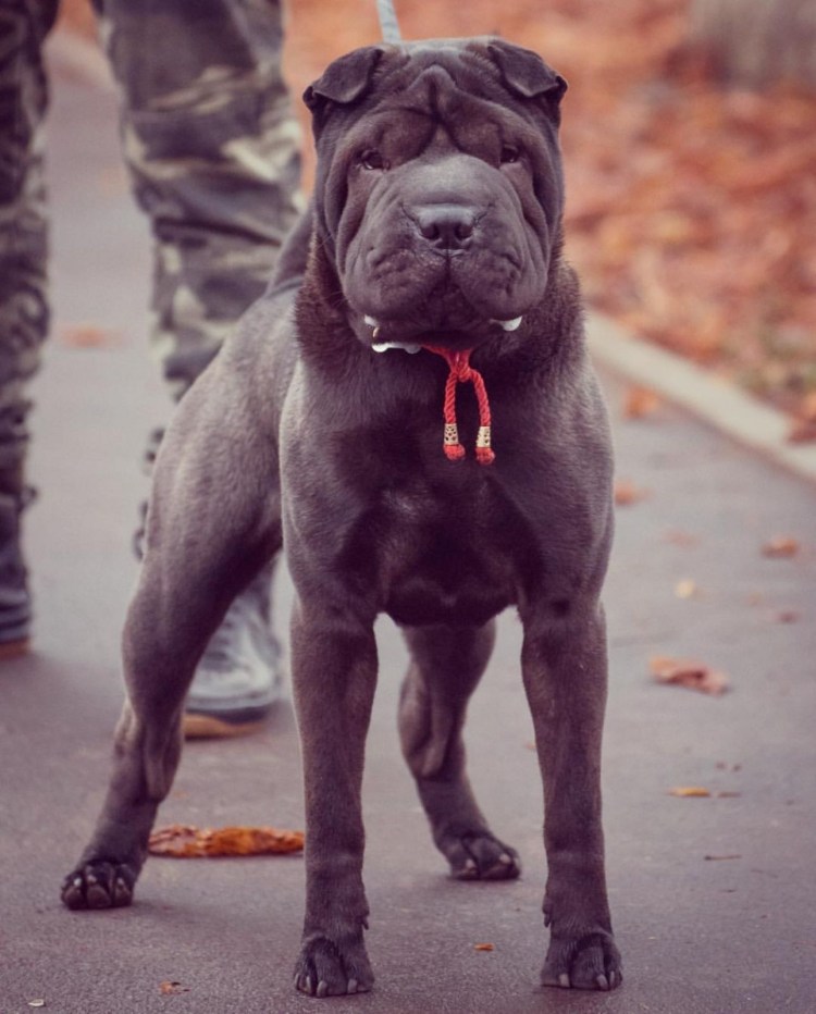 Бойцовский шарпей черный