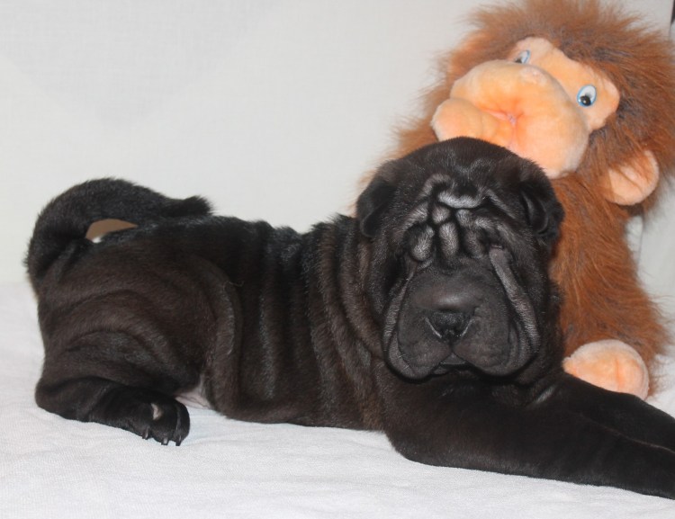 Шарпей черный