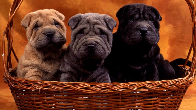 Шарпей черного цвета