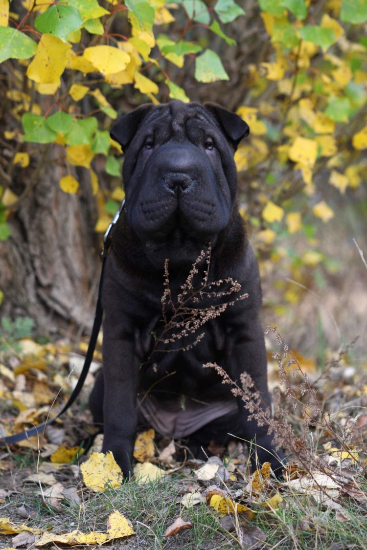 Шарпей черный