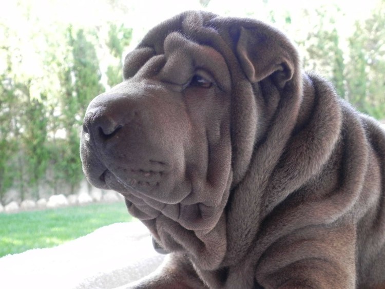 Шарпей щенок