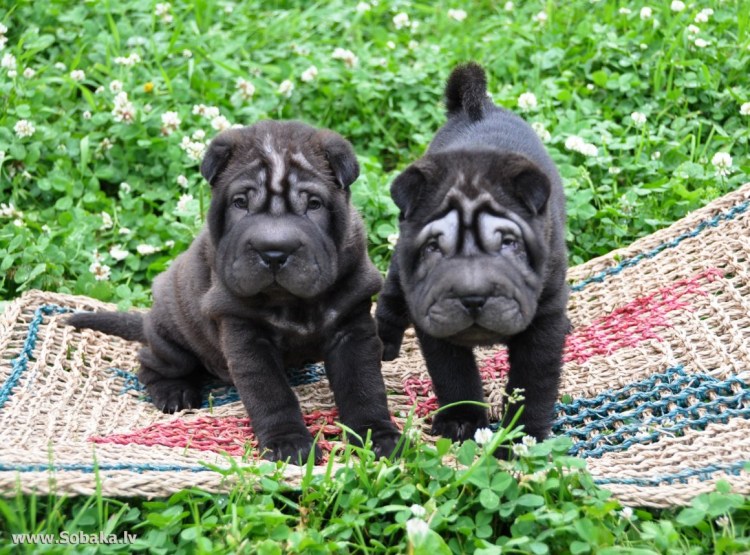 Шарпей собака черный