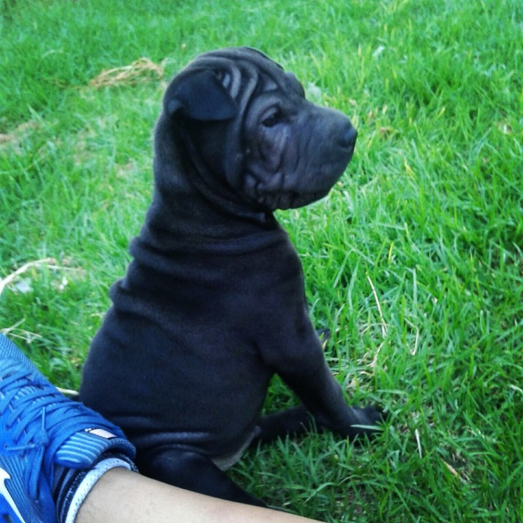 Груминг шарпея