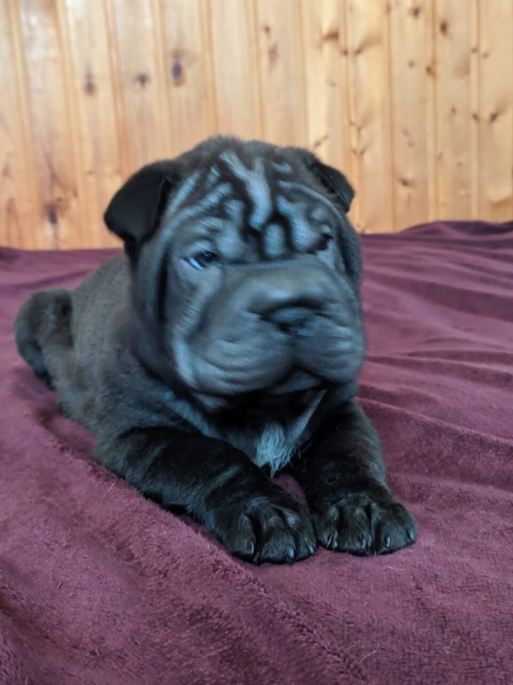 Шарпей черного окраса