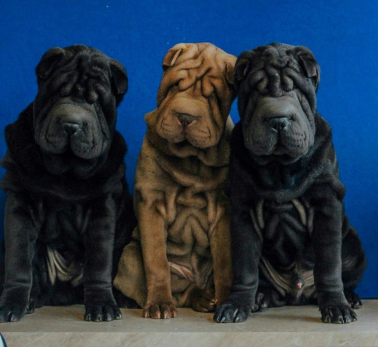 Шарпей собака черный