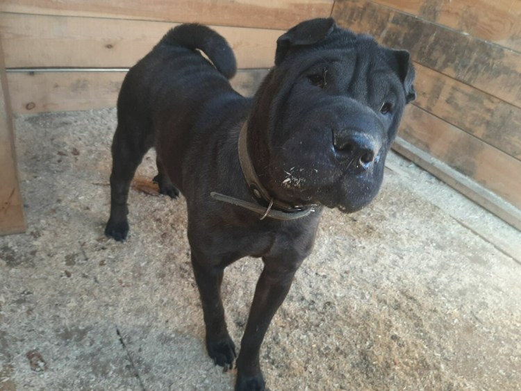 Американский шарпей черный