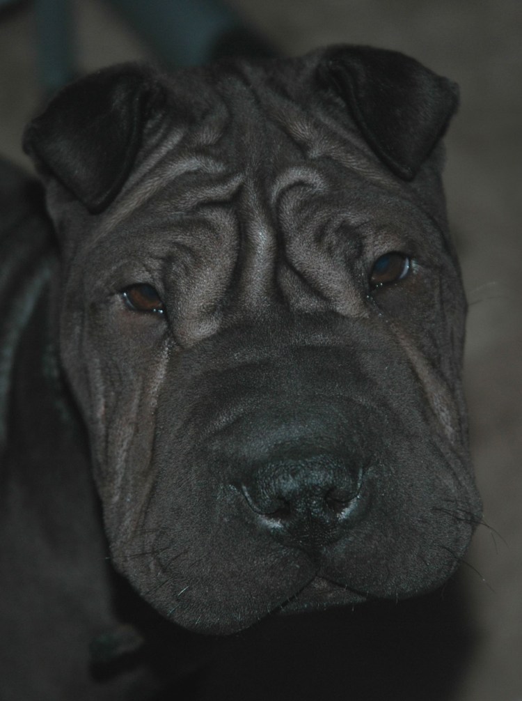 Кане Корсо лает