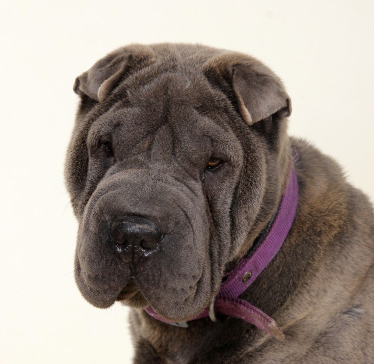 Американский шарпей черный щенок