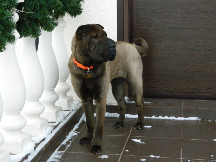 Порода шарпей