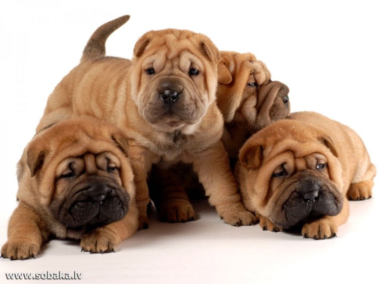 Шарпей черный ева