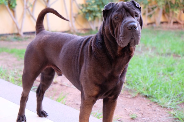 Шарпей щенок серый