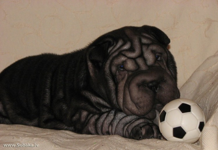 Американский шарпей черный