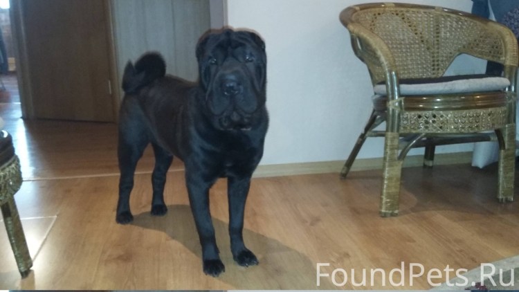 Шарпей собака белый