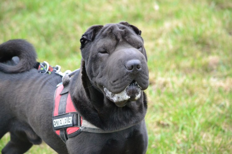 Шарпей собака черный