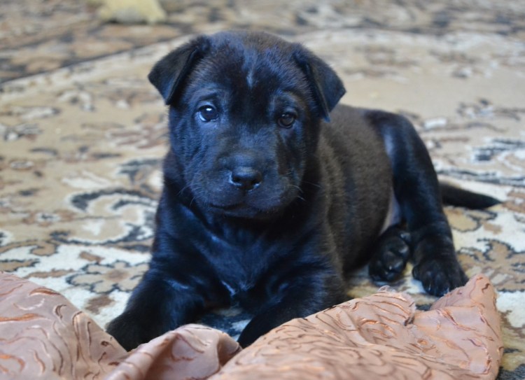 Шарпей черный