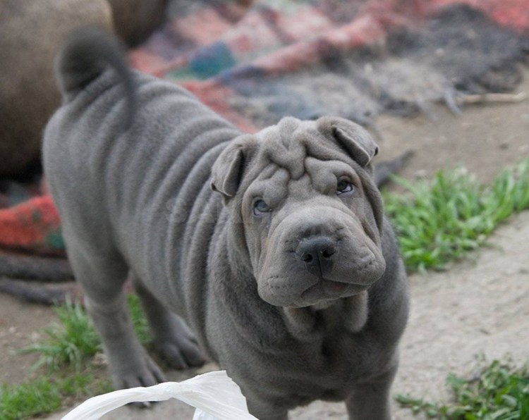 Американский шарпей щенок