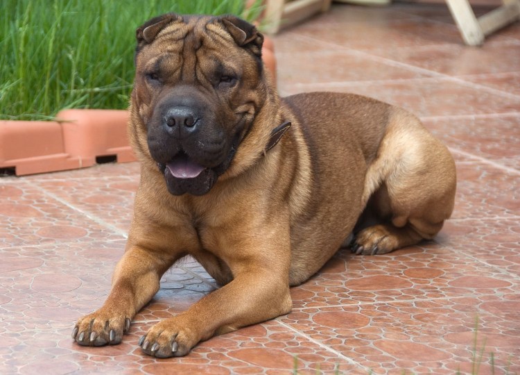 Шарпей серый