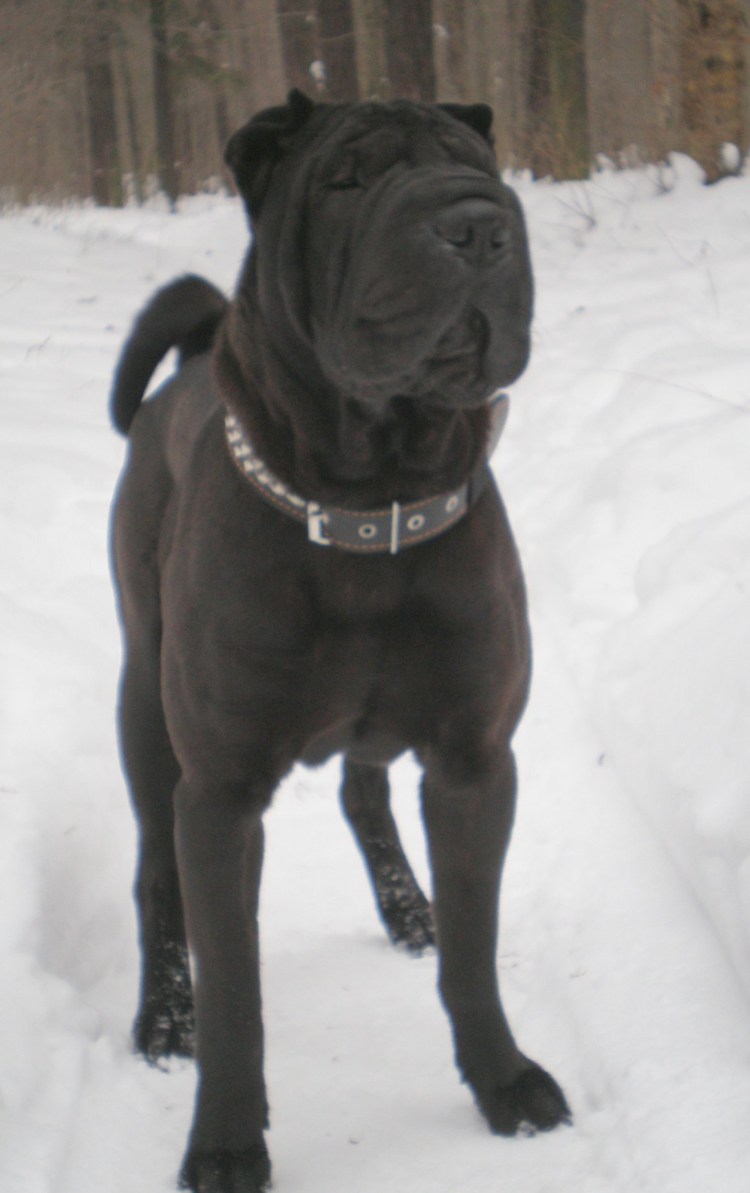 Американский шарпей черный