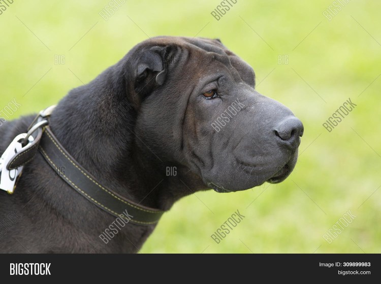 Шарпей щенок серый