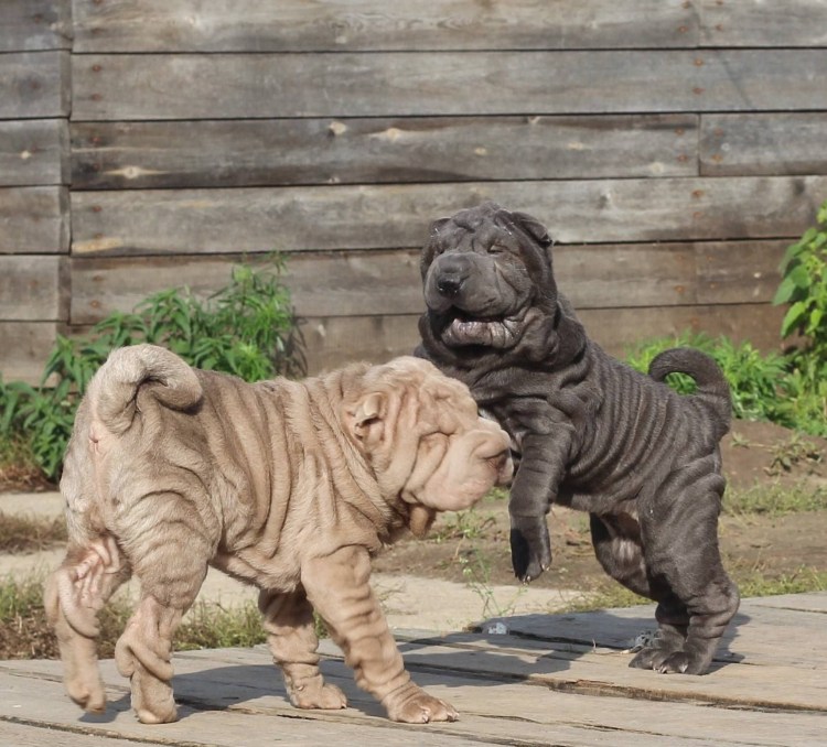 Шарпей черный