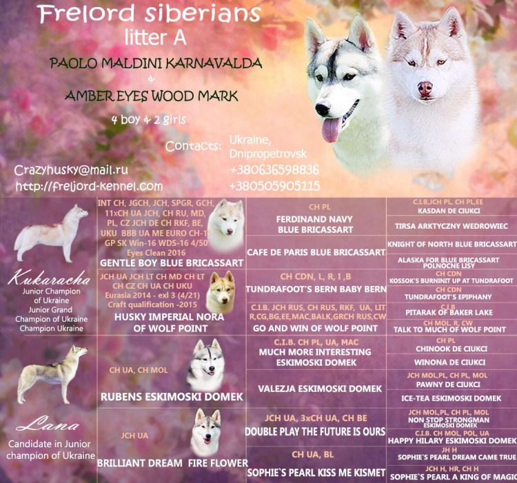 Первая прививка щенку хаски