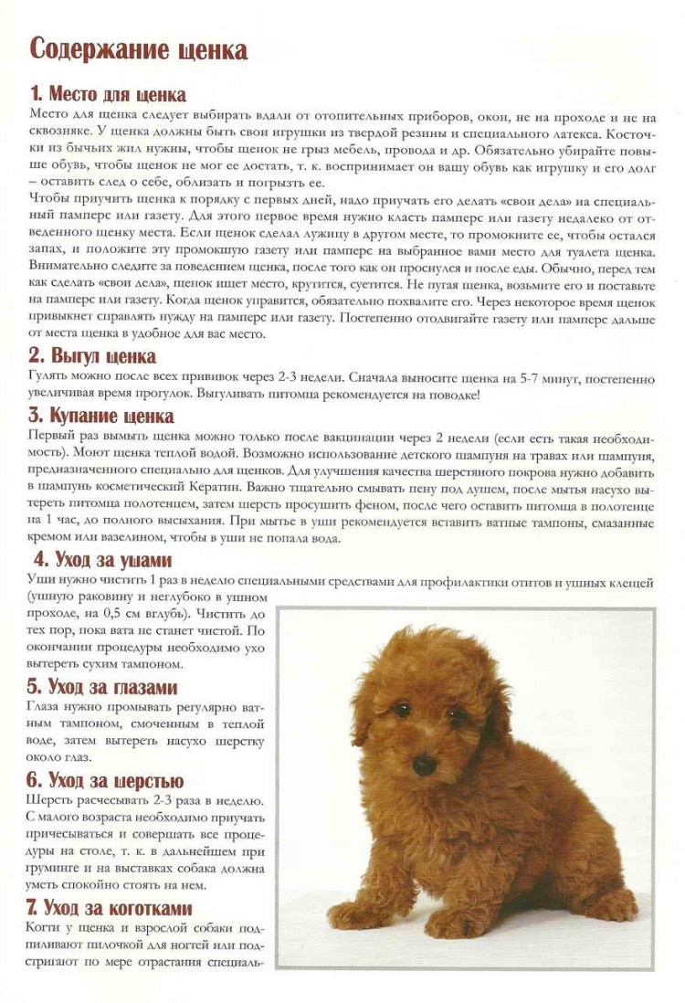 Содержание щенков