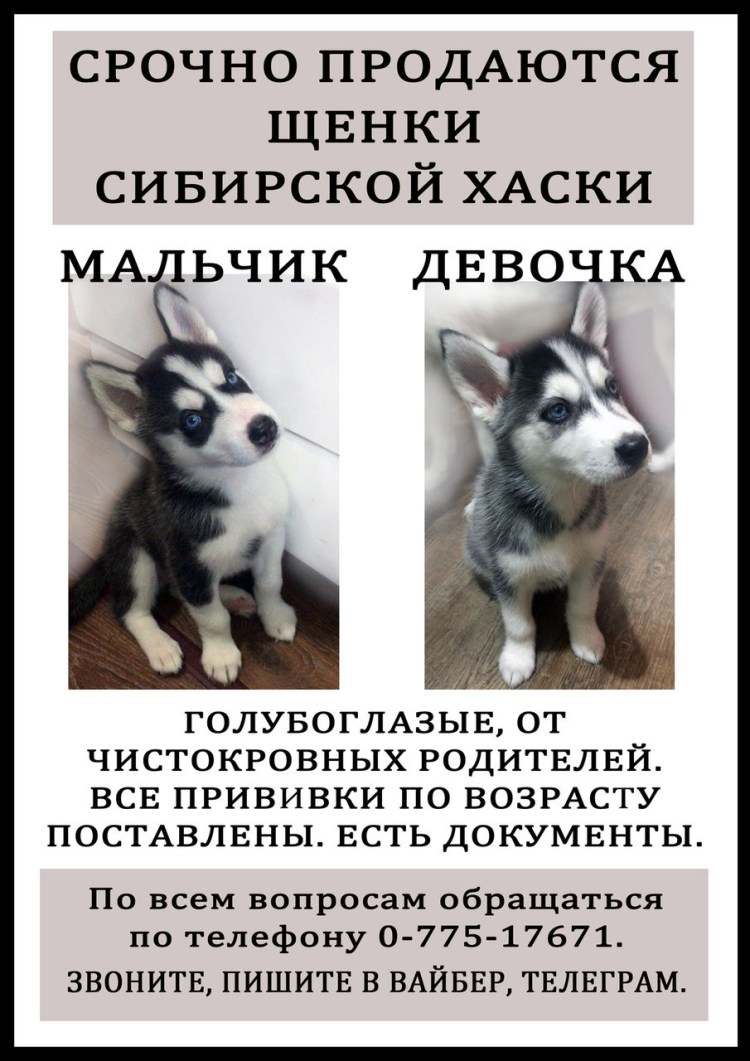 Прививки сибирской хаски по возрасту таблица