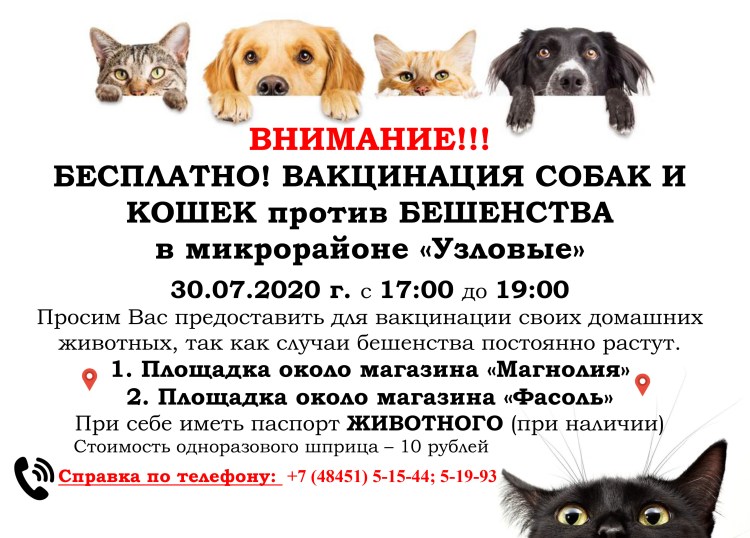 Вакцинация против бешенства собак