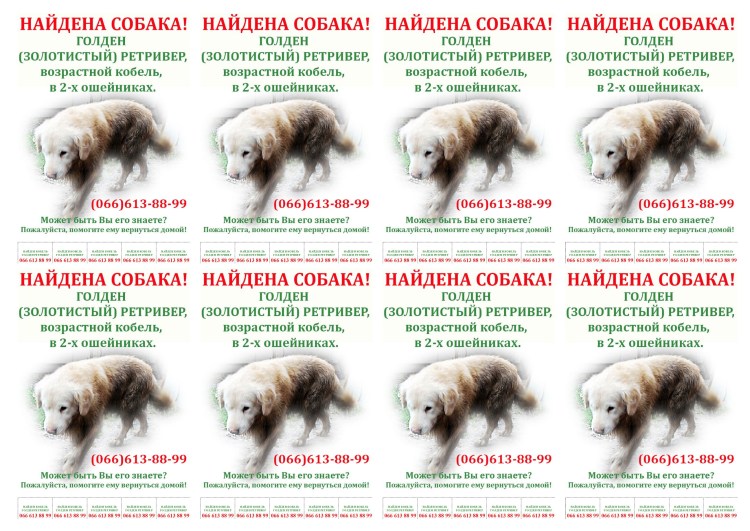 Прививки для собак ретривер таблица