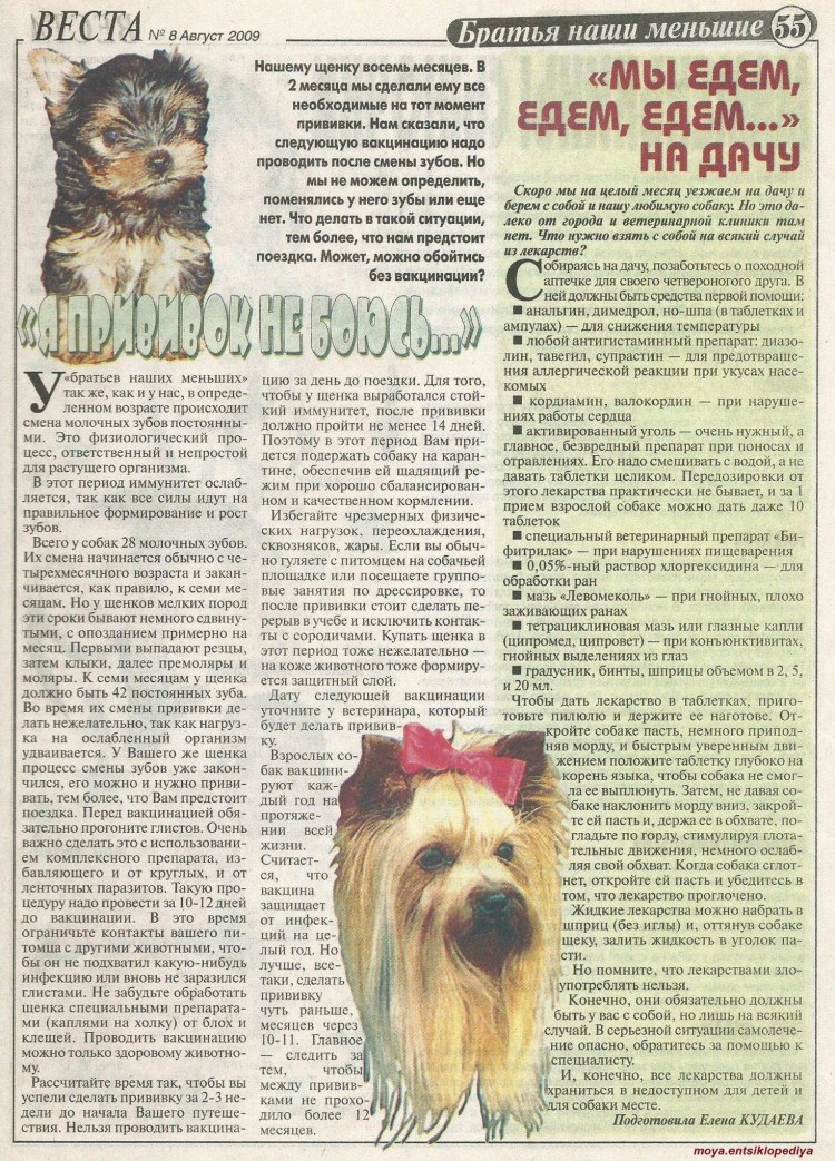 Привитая собака что делать