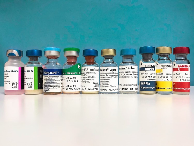 Российские вакцины для собак названия