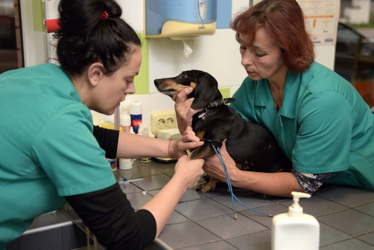 Круглосуточная ветклиника Абакан