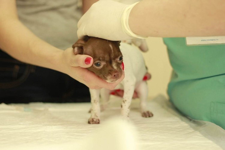 Вакцинация чихуахуа