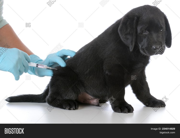 Прививки лабрадору